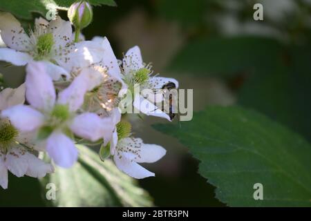 bee on balckberry flowers Stock Photo