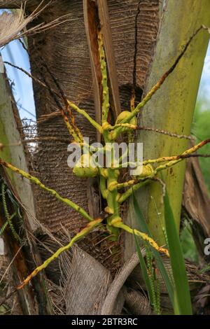 Young tiny yellow coconuts grow on a palm tree.. Flower young co Stock Photo