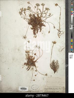 Crepis bellidifolia Loisel. Stock Photo