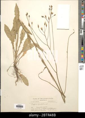 Crepis pulchra L. Stock Photo