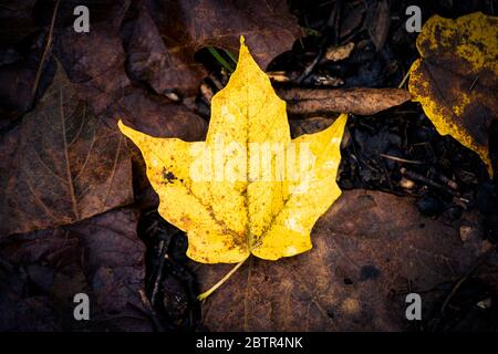 A single yellow maple leaf rests on top of other brown leaves on the ground. Stock Photo
