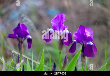 Delicate blue iris flowers on a flower bed in the park. Irises - summer butterfly. Spring Flowers. Close up of purple Japanese iris flowers. Stock Photo