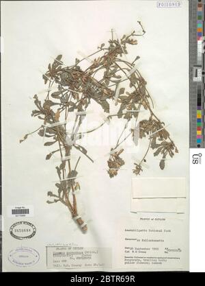 Launaea sarmentosa Willd Kuntze. Stock Photo