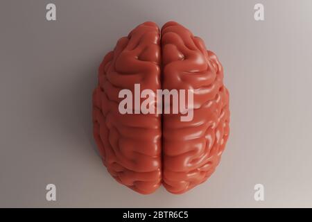 Human brain - top view 3d render isolated on white Stock Photo - Alamy