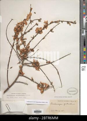 Lonchocarpus salvadorensis Pittier. Stock Photo