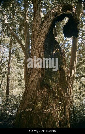 Blue Mountain, Katoomba trail nature and trees, NSW, Australia Stock Photo