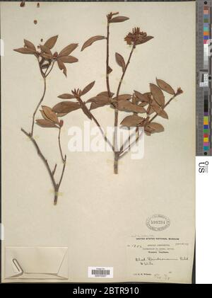 Rhododendron davidsonianum Rehder EH Wilson in Sarg. Stock Photo