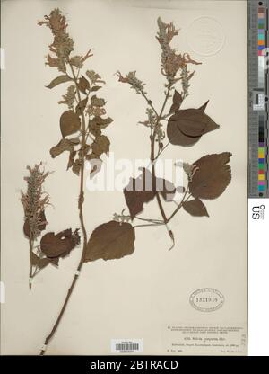 Salvia purpurea Cav. Stock Photo