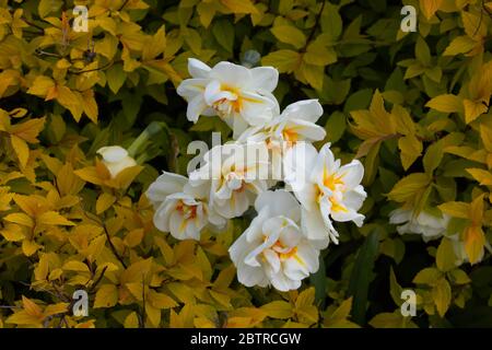 Daffodils grow in the bright yellow Spiraea japonica Golden Princess Bush .Spring foliage color.The background of yellow leaves. Stock Photo