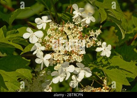Cluster of white black haw flowers, selective focus - Viburnum prunifolium Stock Photo