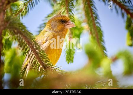 European greenfinch bird sitting on a branch (Chloris chloris) Stock Photo