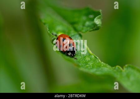Beautiful lady bug on green leaf Stock Photo