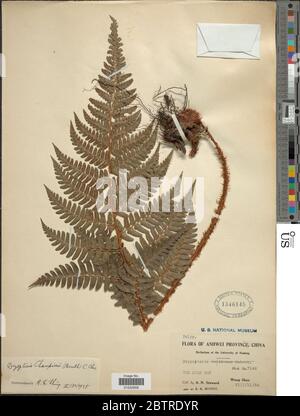 Dryopteris championii Benth C Chr. Stock Photo