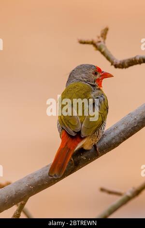 Green winged Pytilia from Amboseli, Kenya Stock Photo