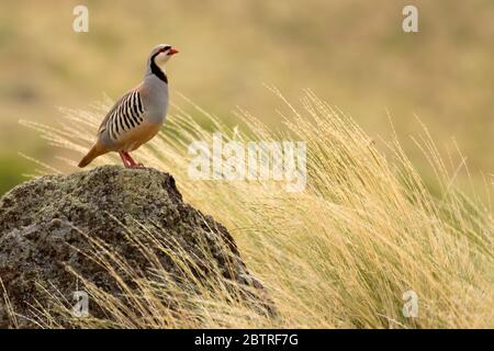 Chukar, Lake Owyhee State Park, Oregon Stock Photo