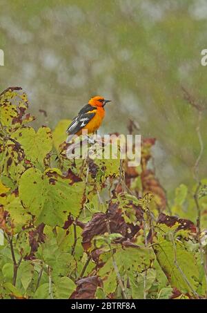 Altamira Oriole (Icterus gularis) adult male perched on tree-top in the rain  Honduras      February 2016 Stock Photo