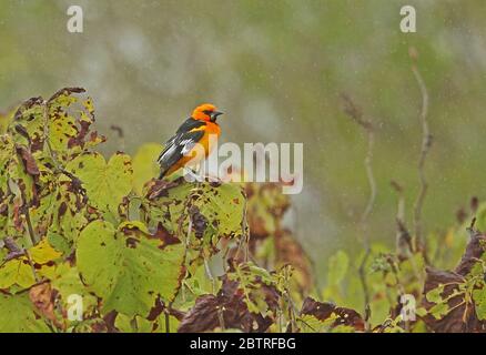 Altamira Oriole (Icterus gularis) adult male perched on tree-top in the rain  Honduras      February 2016 Stock Photo