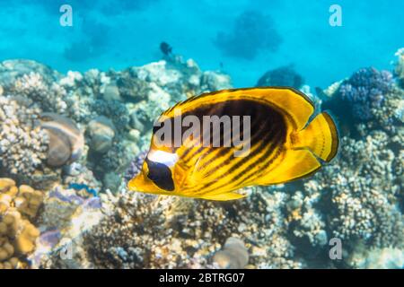 Raccoon Butterflyfish (Chaetodon lunula, crescent-masked, moon butterflyfish) over a coral reef, clear blue water. Colorful tropical fish with black a Stock Photo