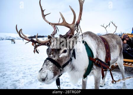 Beautiful wild reindeer in traditional Sami camp in northern Norway