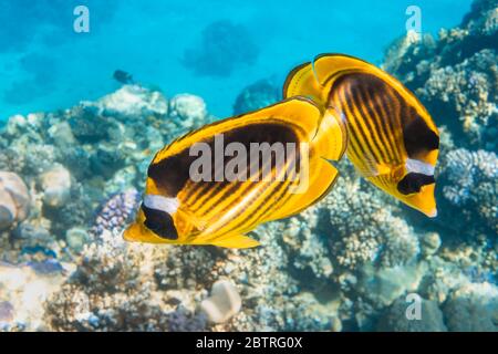 Pair of Raccoon Butterflyfish (Chaetodon lunula, crescent-masked, moon butterflyfish) over a coral reef, clear blue water. Two colorful tropical fish Stock Photo