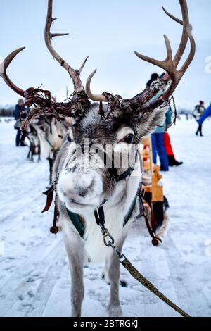 Beautiful wild reindeer in traditional Sami camp in northern Norway