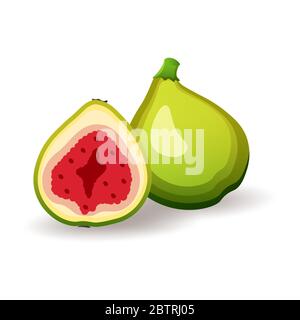 Fresh green figs on white background, isolated. Juicy tropical fruits, vector illustration in flat style. Healthy nutrition Stock Vector