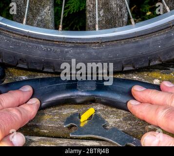 Man’s hands pressing down on a bike inner tube outside on a park bench, to keep it flat while a glued rubber patch dries on a repaired puncture hole. Stock Photo