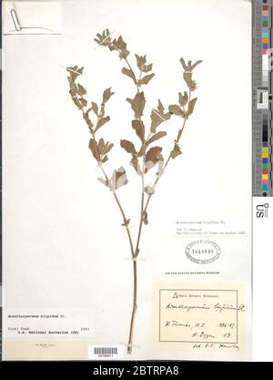 Acanthospermum hispidum DC. Stock Photo