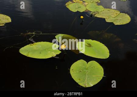 Nuphar lutea, Spatterdock, yellow water-lily, cow lily, pond-lily ...