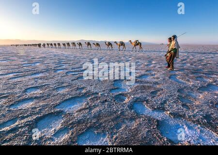 african herders and camel caravan carrying salt in danakil depression Stock Photo