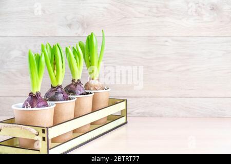 Hyacinth flower in paper pots on wooden background. Spring gardening background, planting hyacinth. Easter background, spring concept Stock Photo