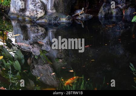 Fish pond at Wat Pho with turtle and golden fishes. Stock Photo