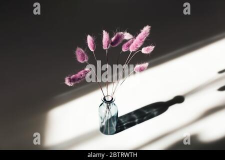 Lagurus flowers painted pink in a vase in the sunlight. Stock Photo