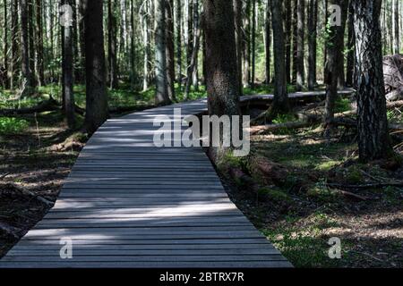 Nature boardwalk, part of Sarvikallio hike trail in Tuusula, Finland Stock Photo