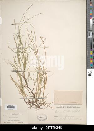 Carex disperma Dewey. Stock Photo