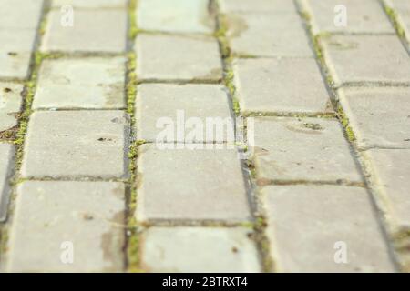 Cobblestones with green moss between tiles. The pavement going into the distance. The background of the road is made of bricks. A place for text. Stock Photo