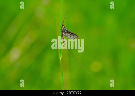 Green Drake Mayfly Ephemera danica male in spring with greengrass field background Stock Photo