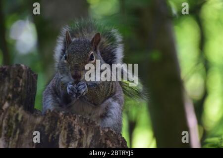 Grey Squirrel at it's woodland feeding place Stock Photo