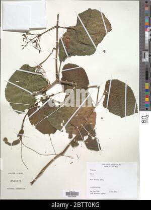 Cissus sp. Stock Photo