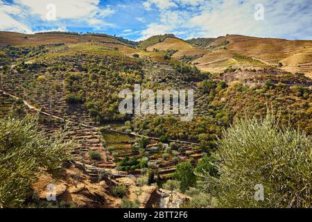 The Douro River Valley in northern Portugal is the birthplace of Port Wine.  The region is known for its' grape vines, almond trees and olive trees. Stock Photo