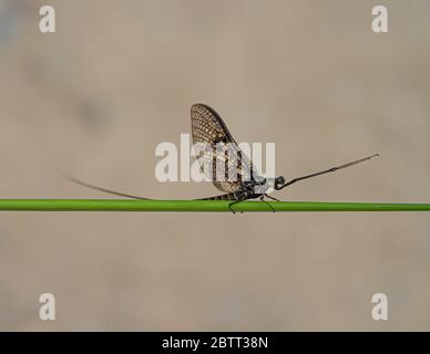 Green Drake Mayfly Ephemera danica male in spring with greengrass field background Stock Photo