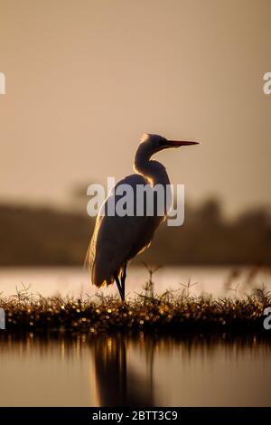 A Great Egret Ardea alba rim light by the sun perching in profile of the banks of a lagoon in Zimanga Private game reserve, South Africa Stock Photo