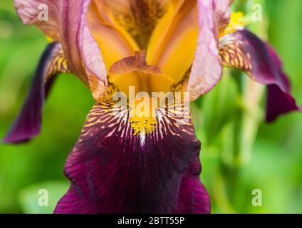 A macro shot of a bearded iris bloom. Stock Photo