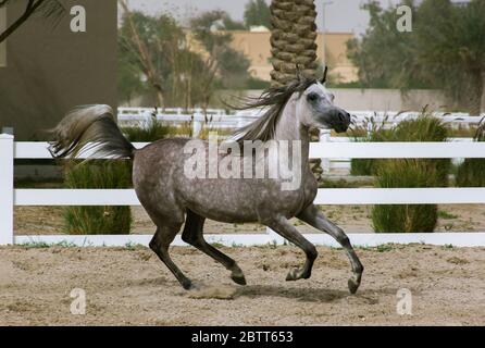 Grey Arabian horse running with power on the sand surface in the bait al arab, Kuwait Stock Photo