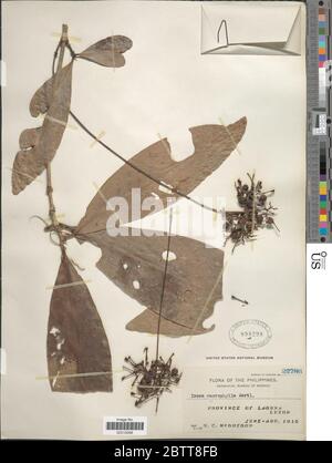 Ixora macrophylla Bartl. Stock Photo