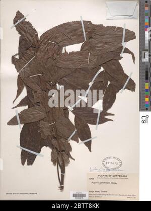 Juglans olanchana Juglans olanchana Stock Photo Alamy