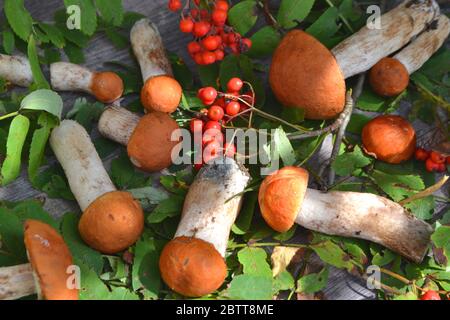 Autumn fall composition top view of edible mushrooms leccinum on rustic table. Flat lay Stock Photo