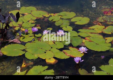 A cluster of purple water lily flowers and black elephant ear plants in a pond filled with lily pads in the summer Stock Photo