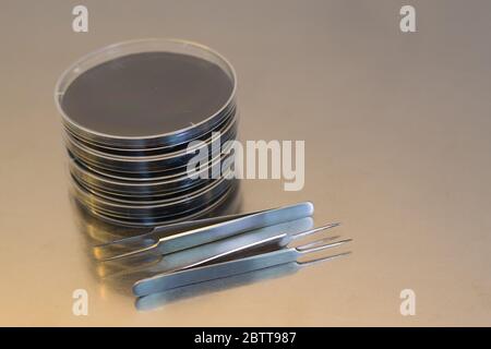 Material for a research in vitro experiment: petri dishes containing culture medium and forceps Stock Photo