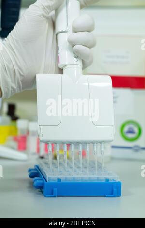 Researcher or scientific using a multichannel micropipette to put the DNA or RNA samples in a 96 wells plate for an experiment in a biotechnology labo Stock Photo